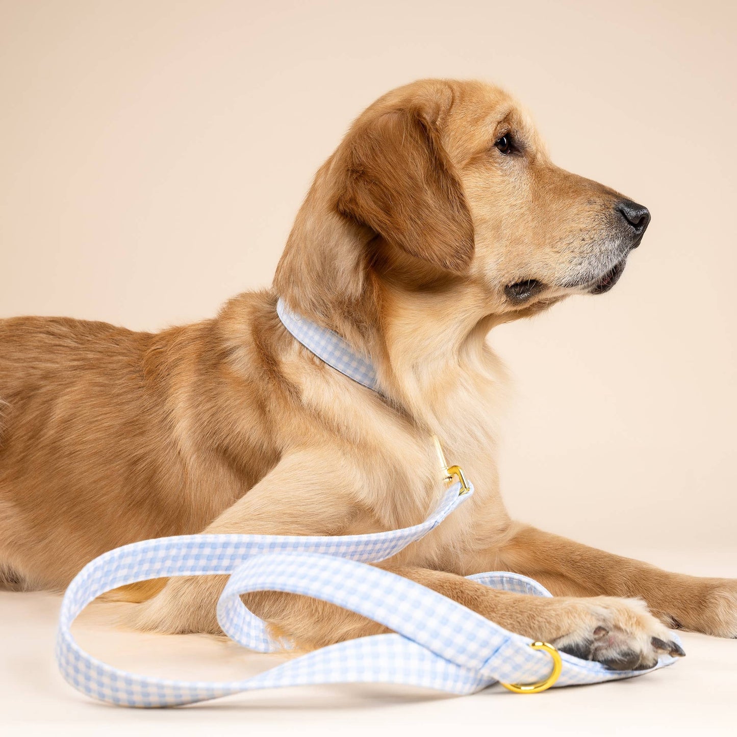 Baby Blue Gingham Dog Collar: Medium