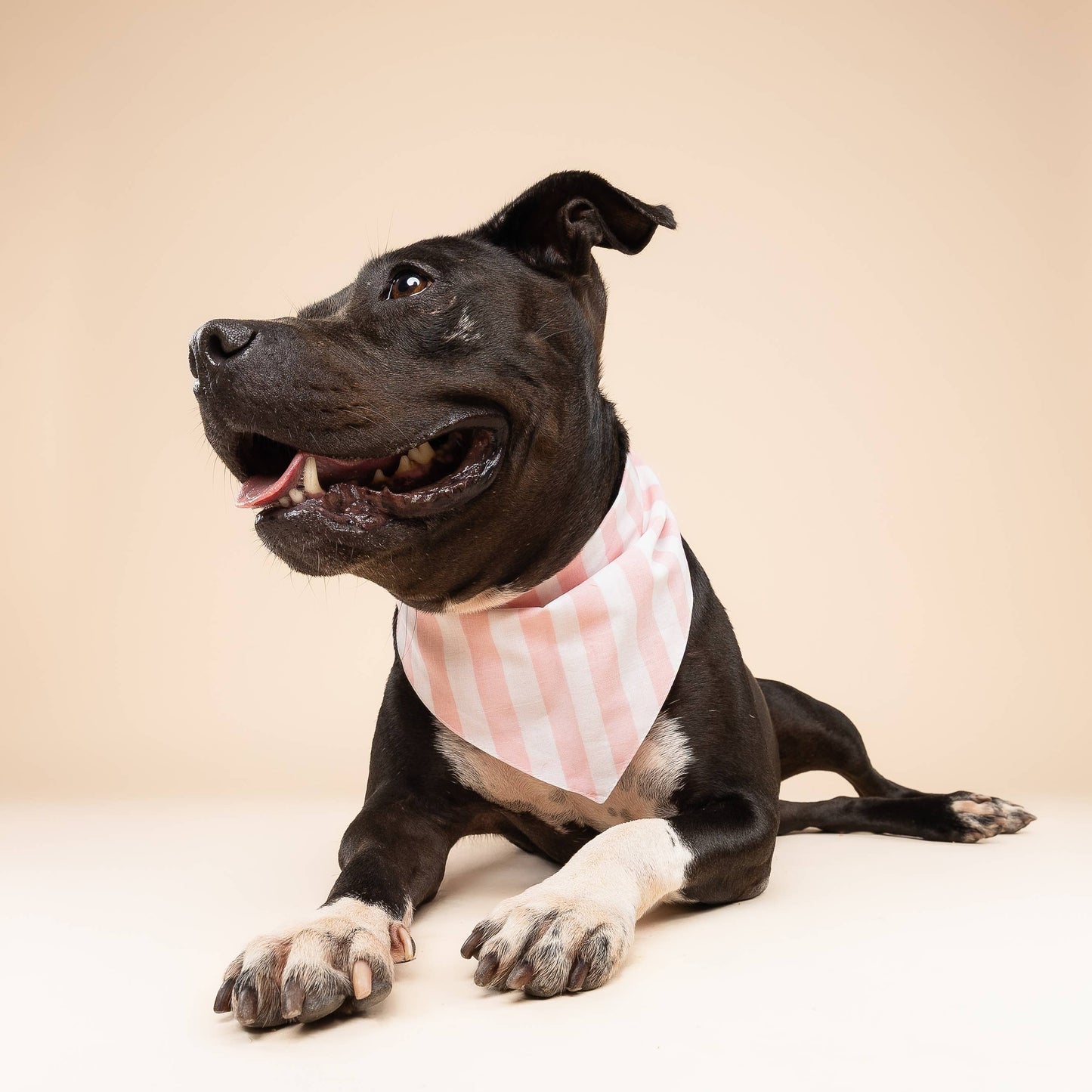 Cabana Blush Pink Dog Bandana: S - Nik Naks, view 2 of 4