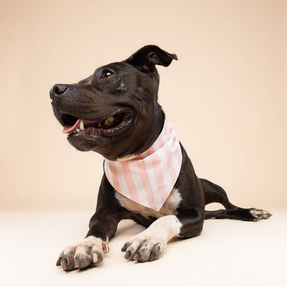 Cabana Blush Pink Dog Bandana: S - Nik Naks, view 2 of 4