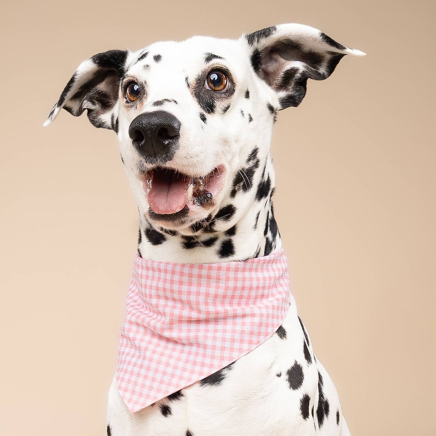 Pink Gingham Dog Bandana: XS