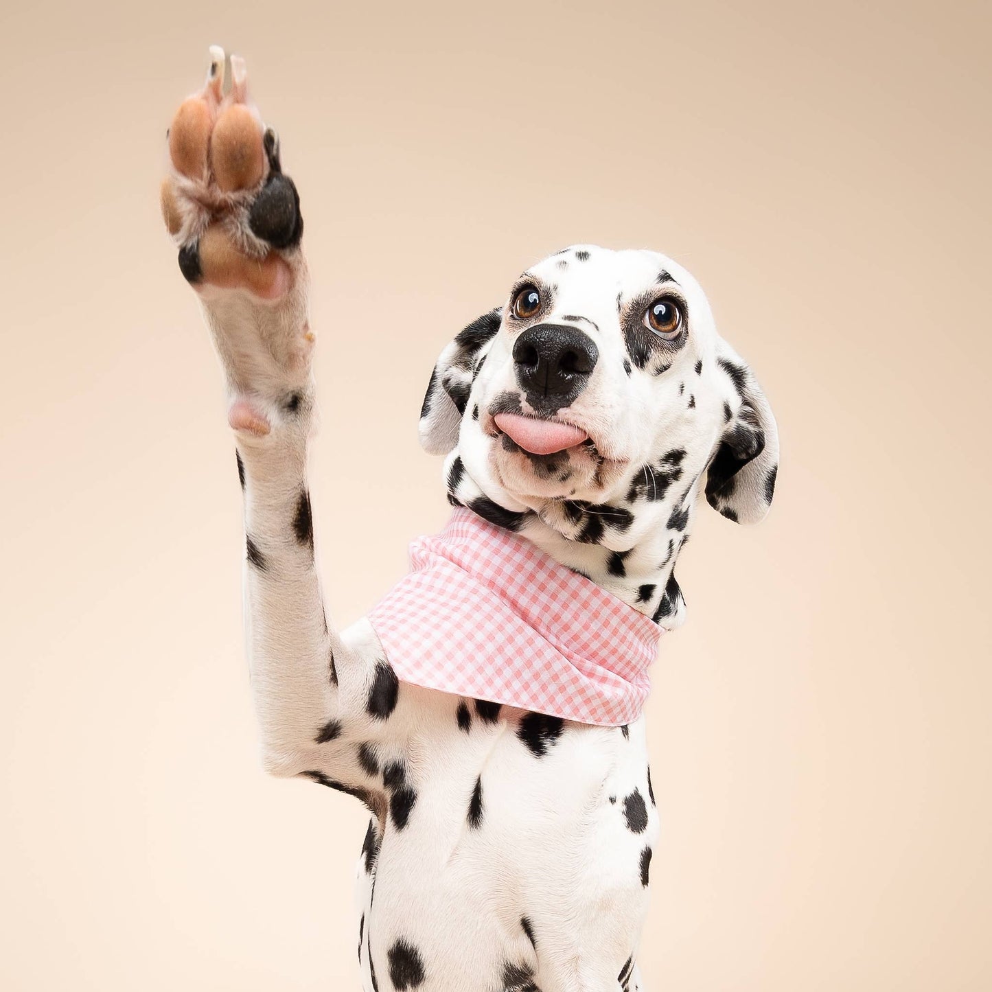 Pink Gingham Dog Bandana: XS