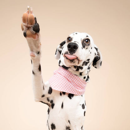 Pink Gingham Dog Bandana: XS