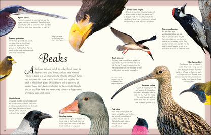 Anthology of Birds