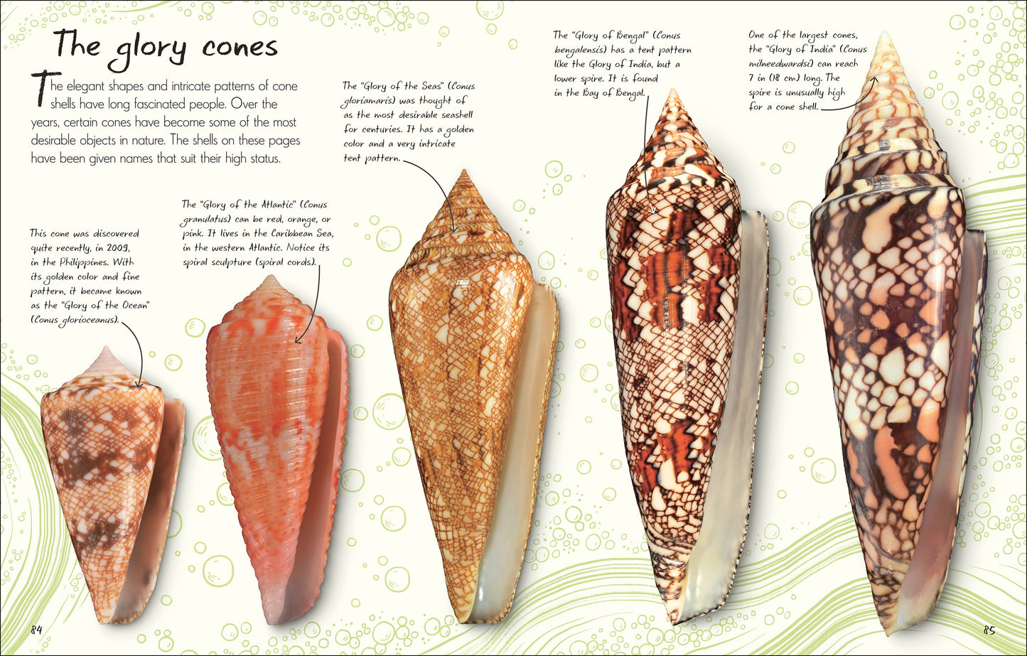 Anthology of Shells