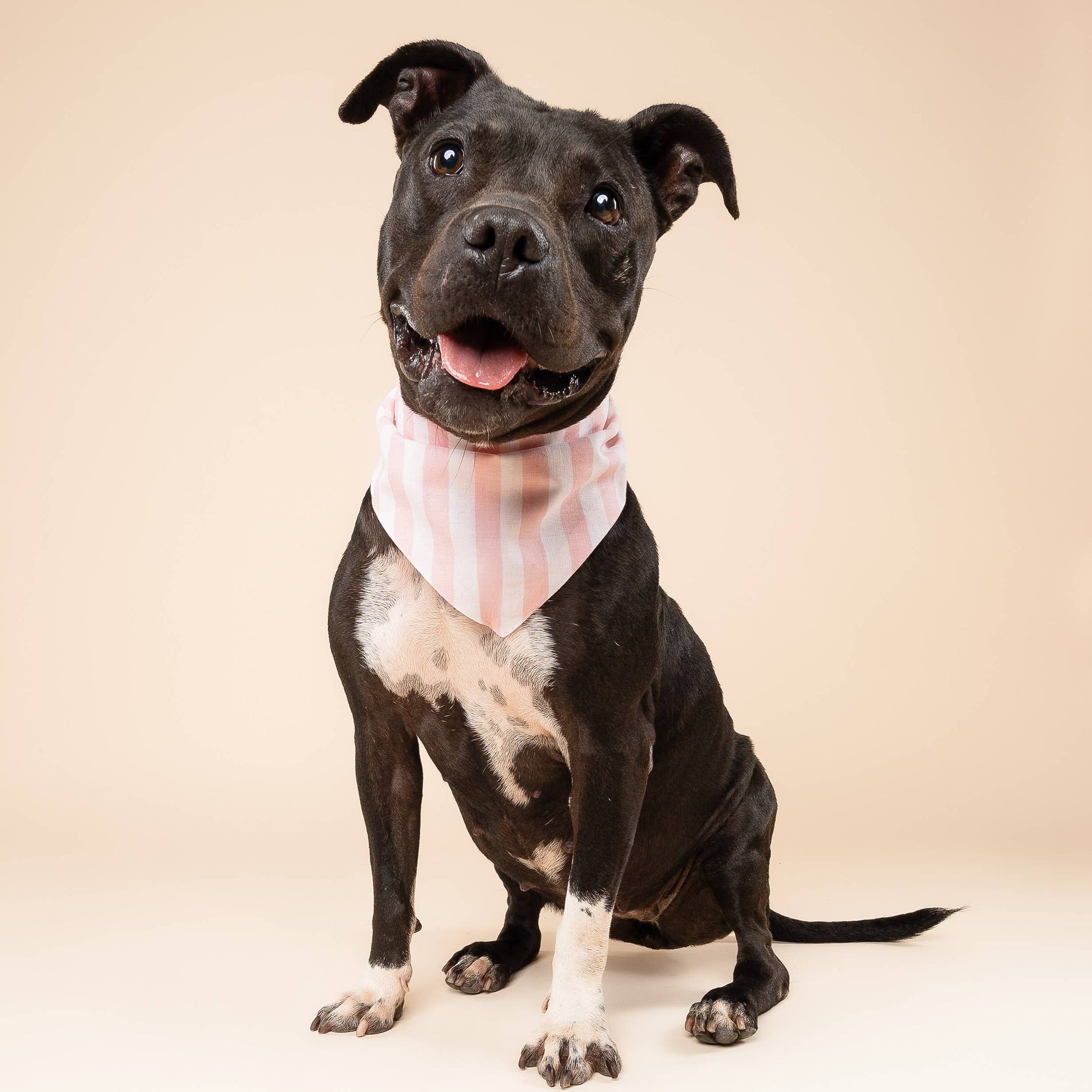 Cabana Blush Pink Dog Bandana: S - Nik Naks, view 3 of 4