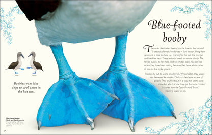 Anthology of Birds