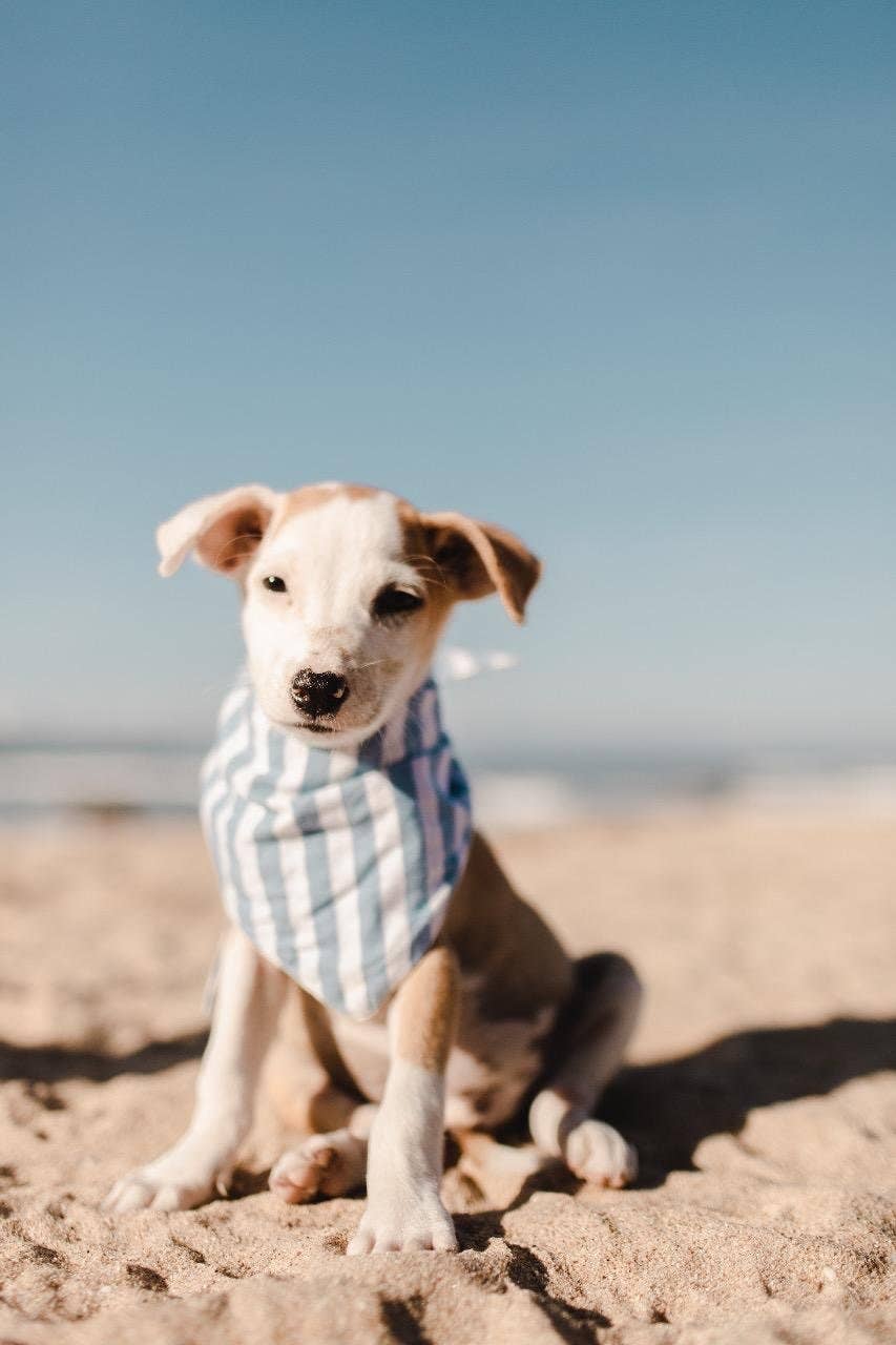 Cabana Blue Stripes  Dog Bandana: Small - Nik Naks, view 3 of 4