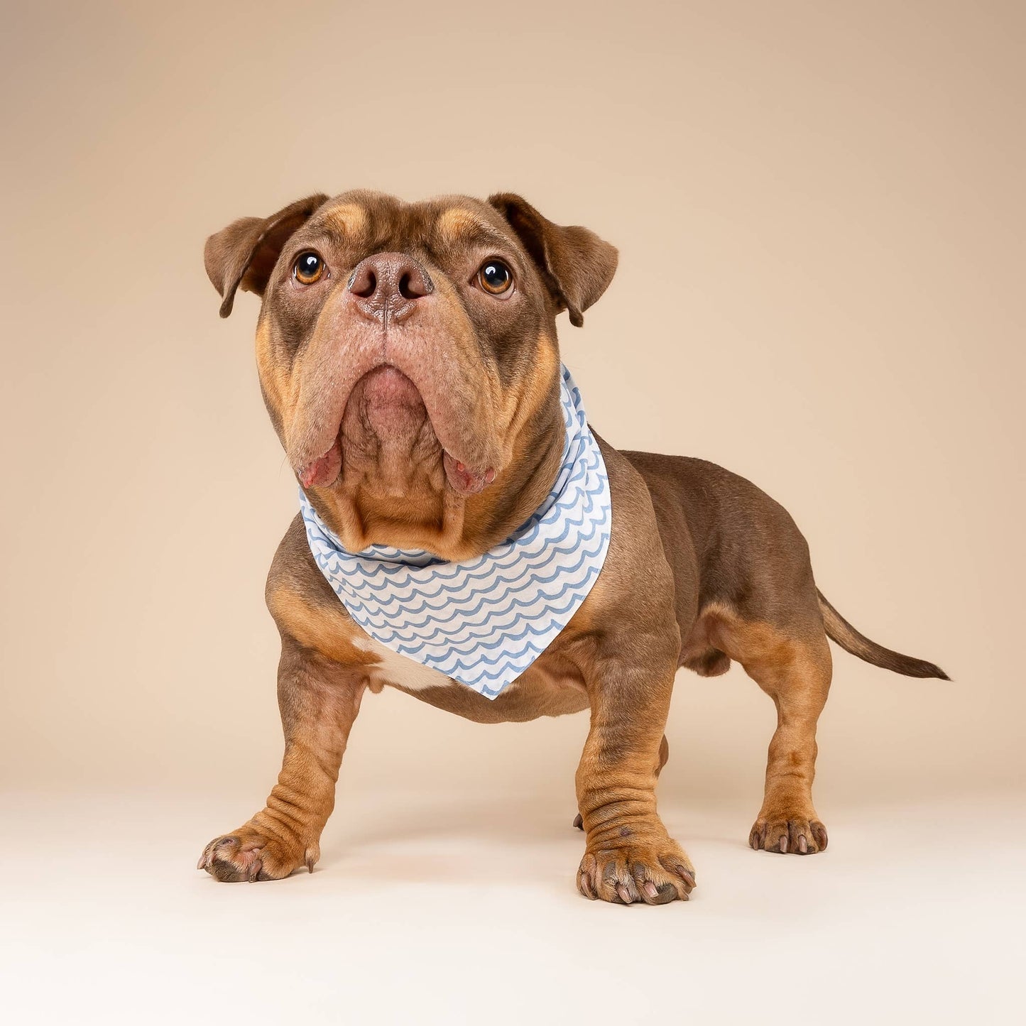 Sea - Dog Bandana